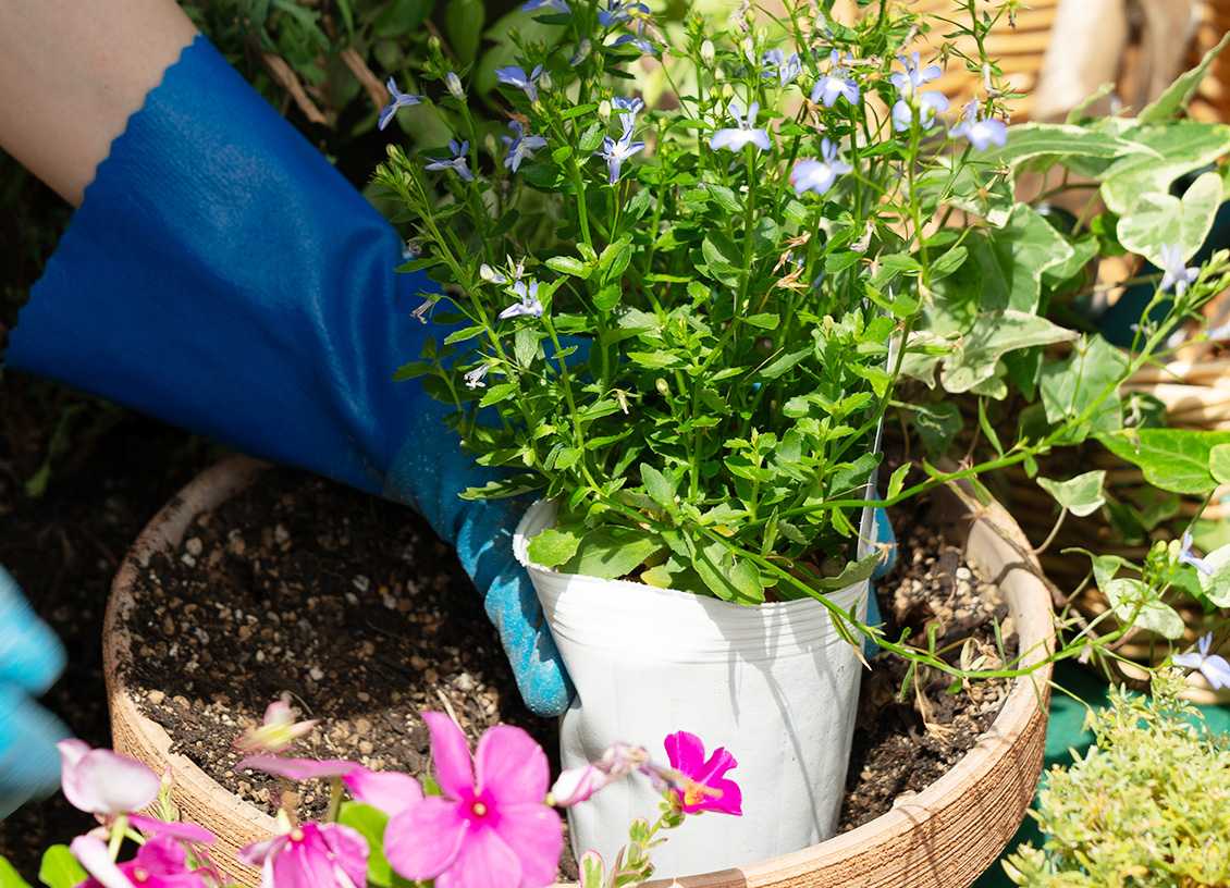 ガーデニングを楽しむ