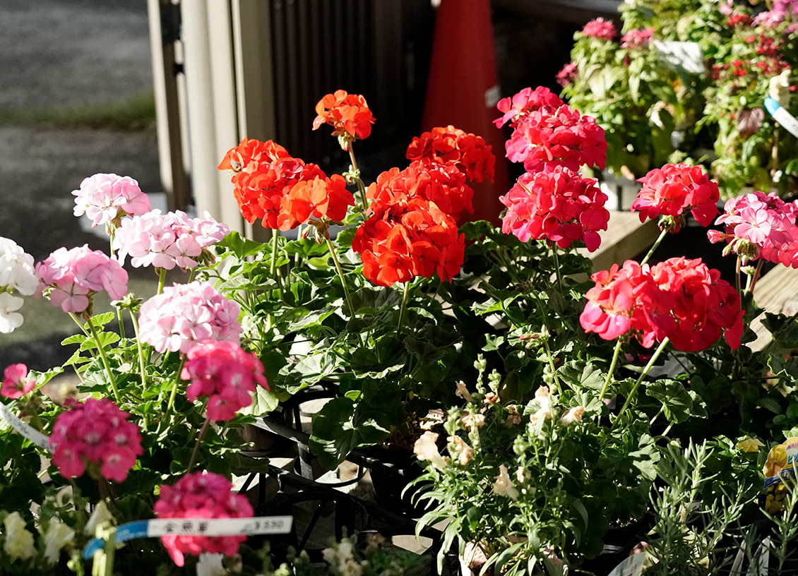 ガーデニングに咲いた花