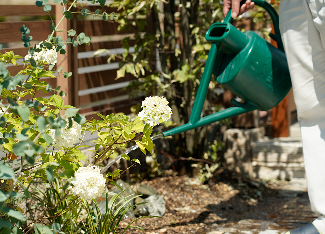 水やり